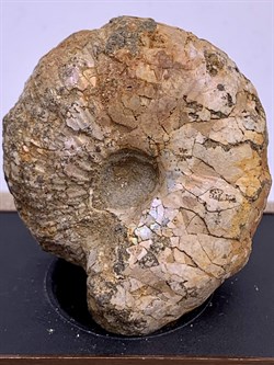 Аммоноидея Аммонит р.35*40мм арт. 170124-36-65,90 Вес 65,90 г - фото 607370